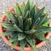 Agave victoriae-reginae (Agáve kráľovská) - výška 10-15 cm, ⌀ 20-30 cm, kont. C6L (-20°C)